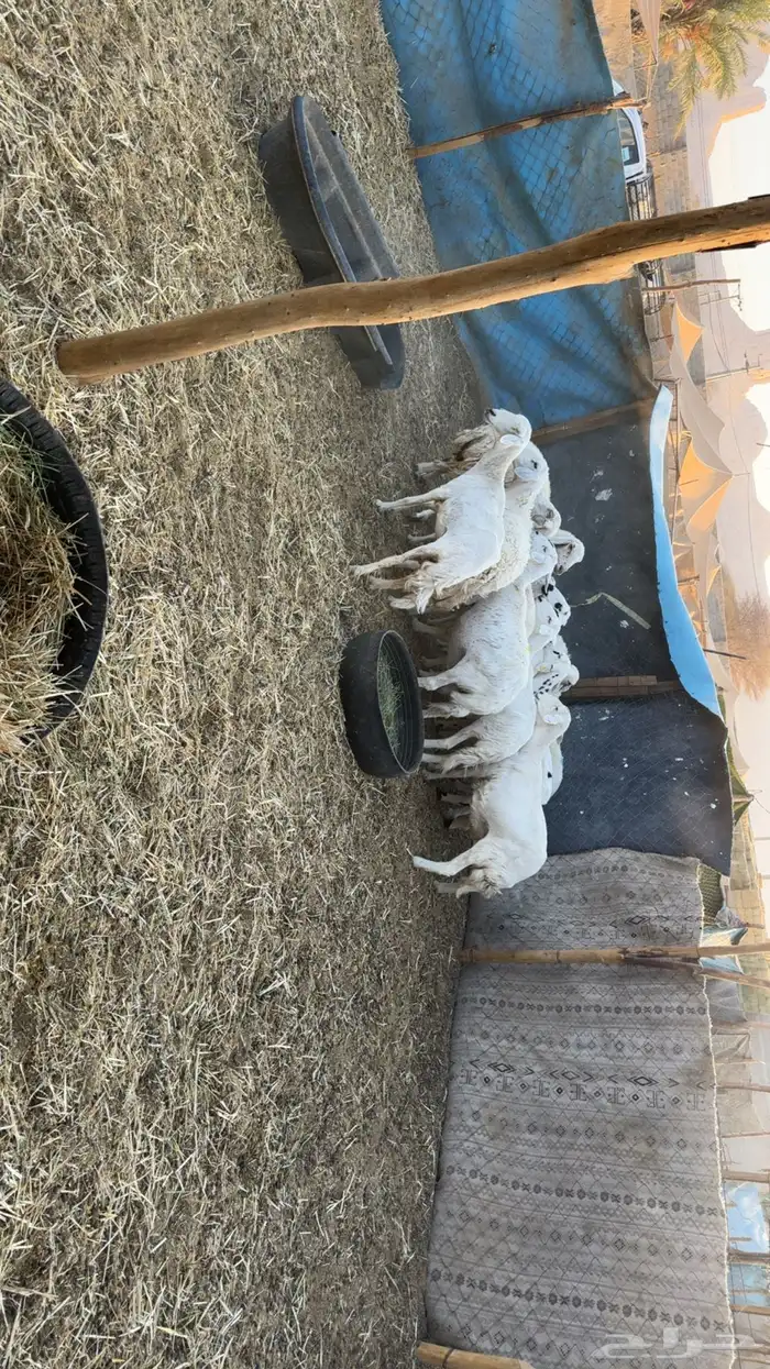 غنم حصيب ودفيع فحص سونار 2