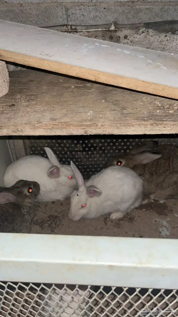 أرنب ذكر 2 واحد كبير الثاني صغير 3 أنثى 0