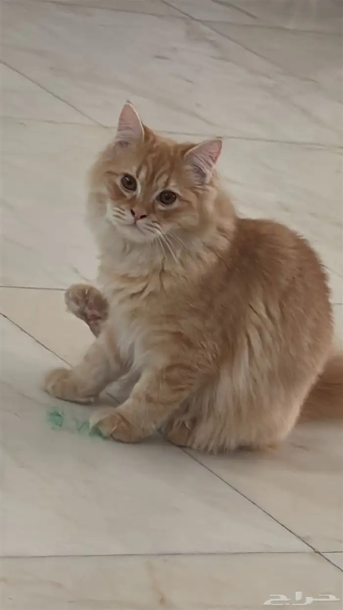 قطط التبني شيراز 2ذكر عمر خمسة اشهرونصف 0