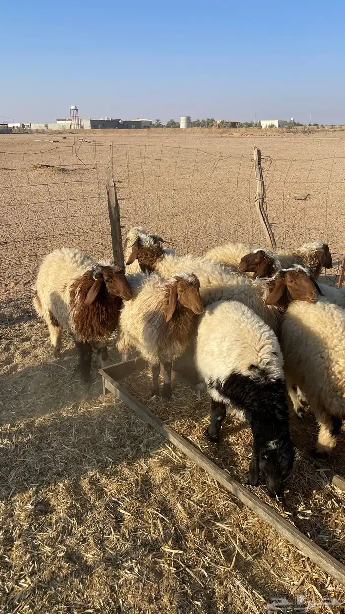 للبيع خرفان ورخال 2