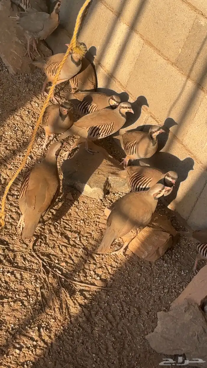 حجل او شنير 0