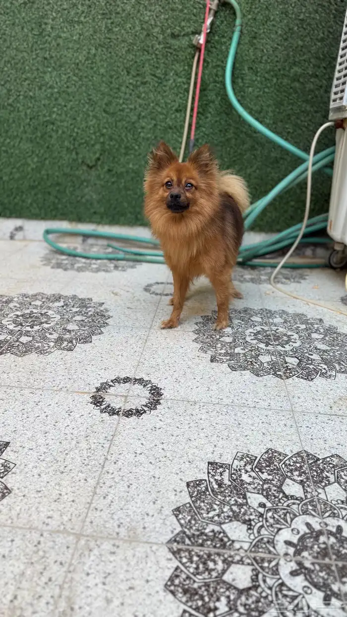 بيعه مستعجله 1