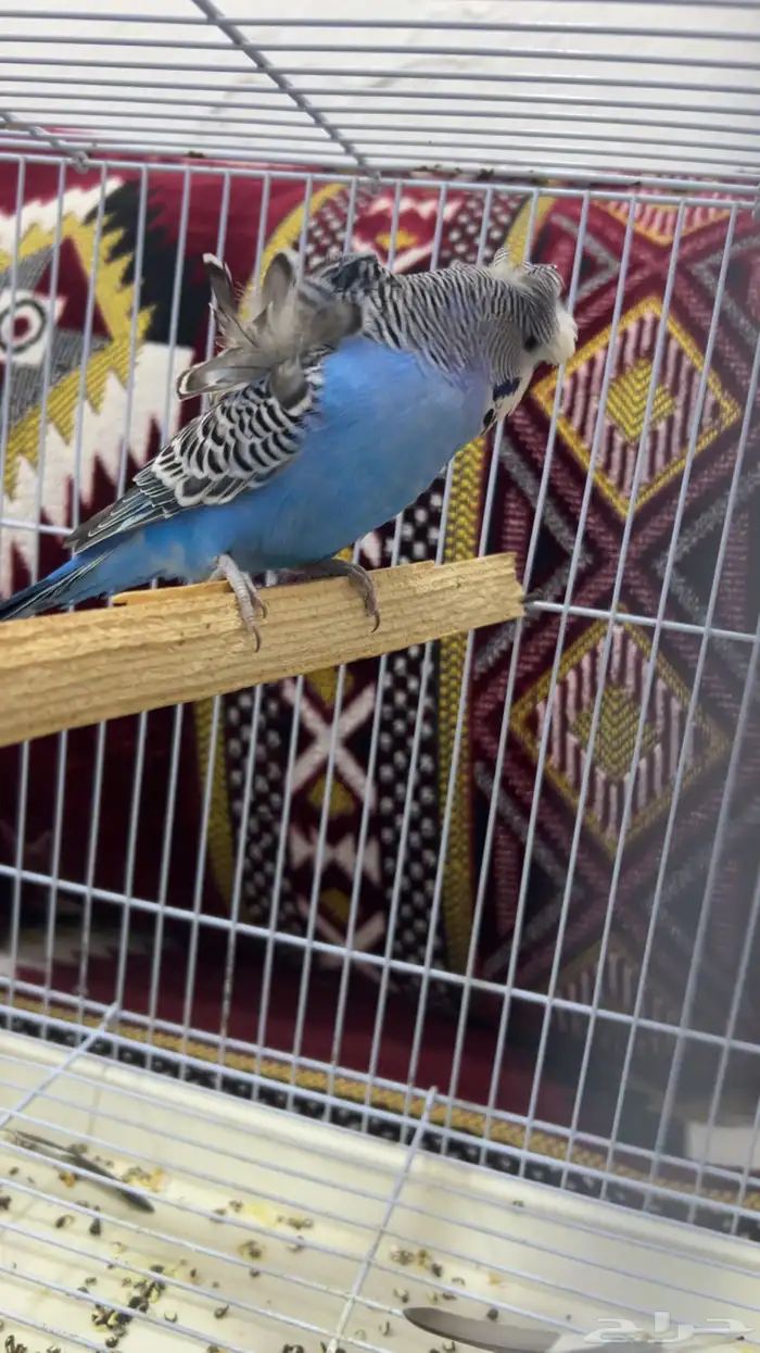 جوز هوقو منتج 0