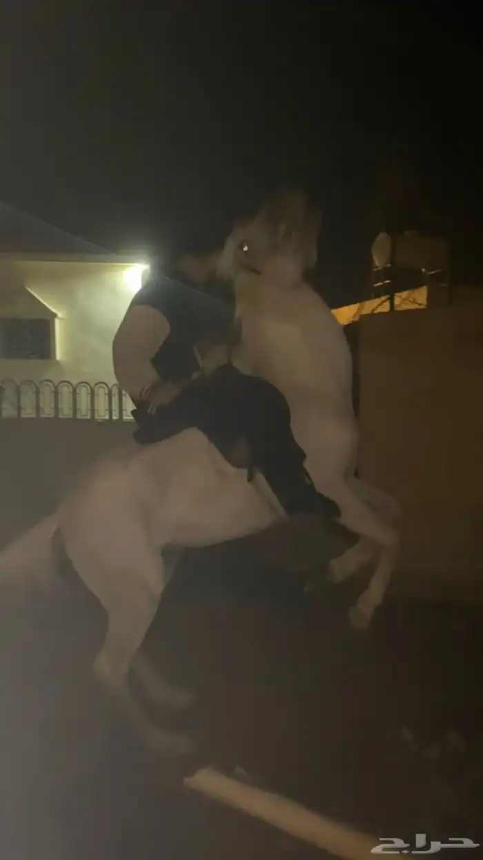 خيل 2