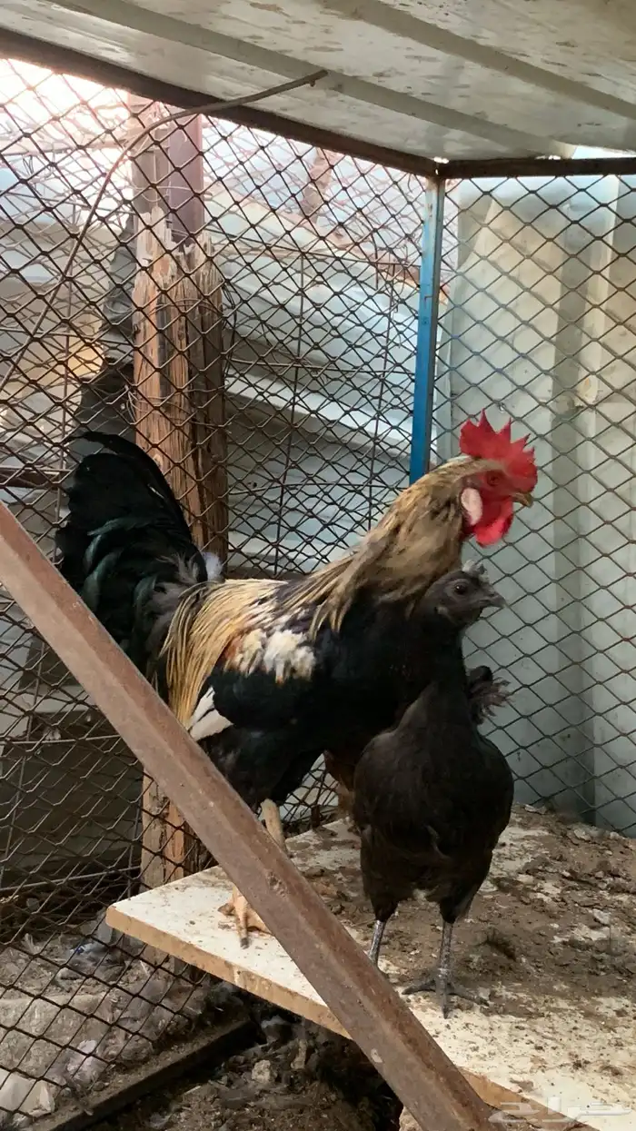 ديك عربي اصلي كبير 2