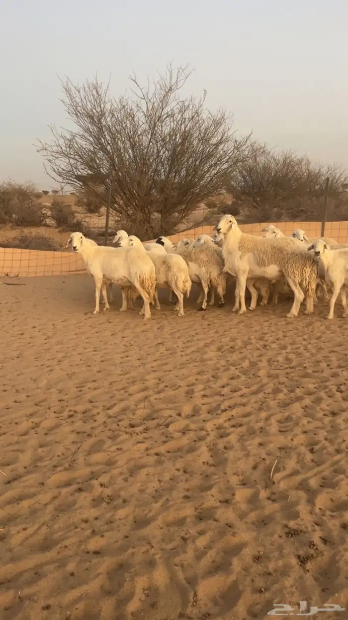 غنم حريه كفو 2