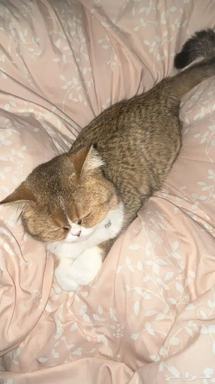 قطه للتزاوج 2