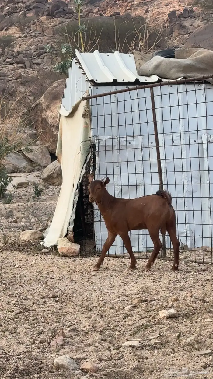 تيس مشروع فحل 0