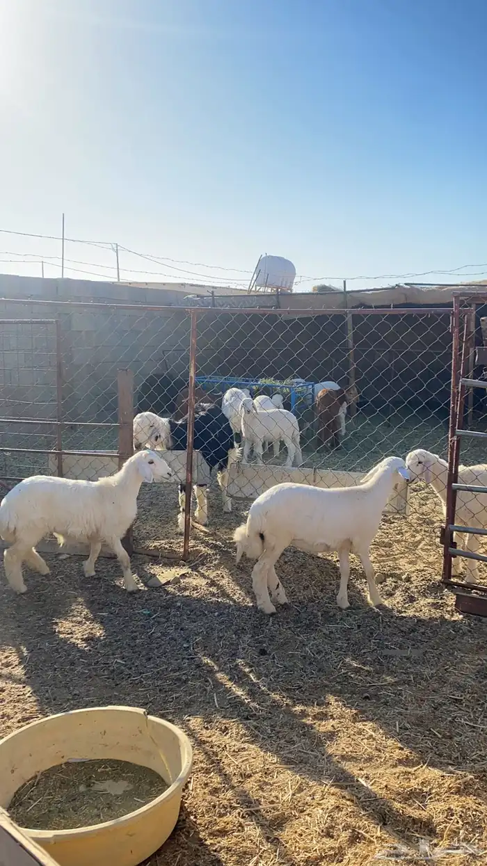 رخال حريه للبيع 0