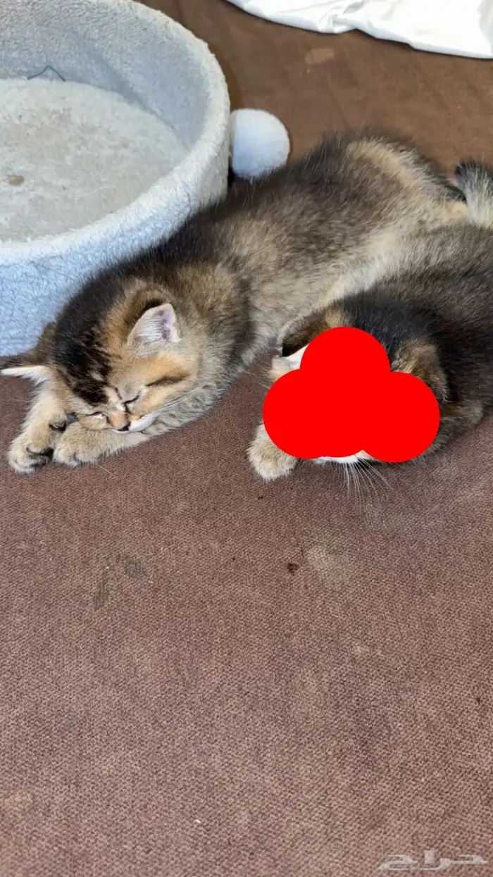 قط سكوتش تايقر استريت Ny22مفطوم 6