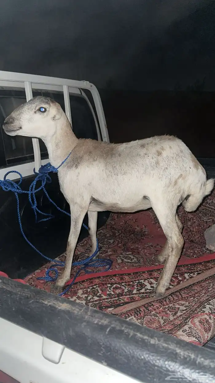 رخل رفيديه 1