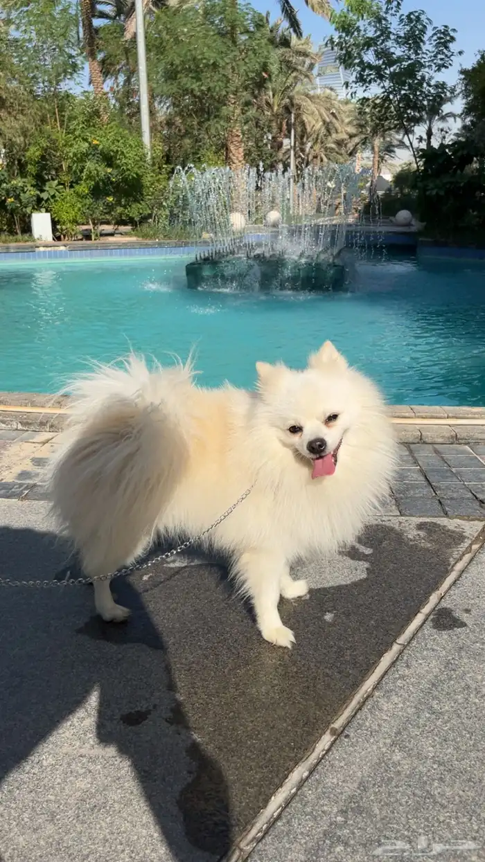 كلب بومريميان جميل جدا 0