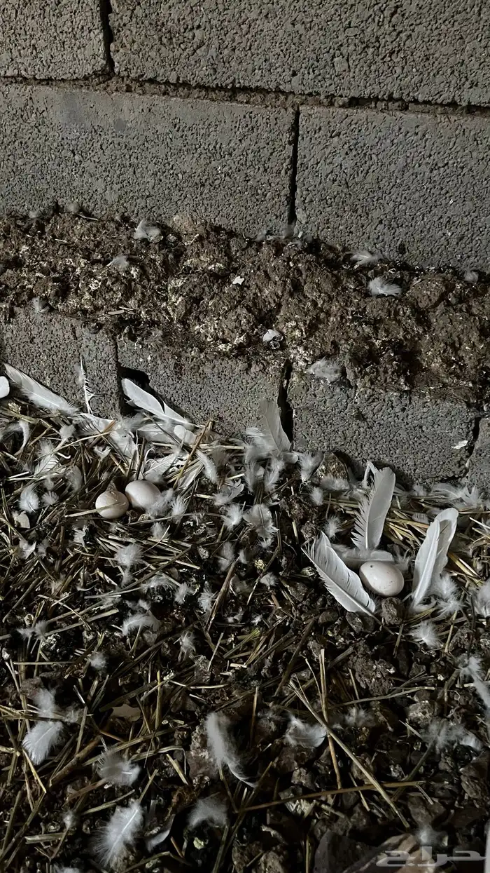 حمام فرنسي منتج للبيع 3