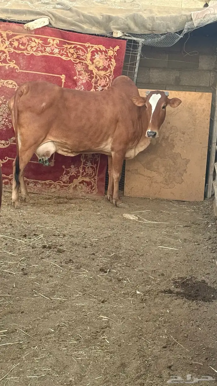 ابقار للبيع 14