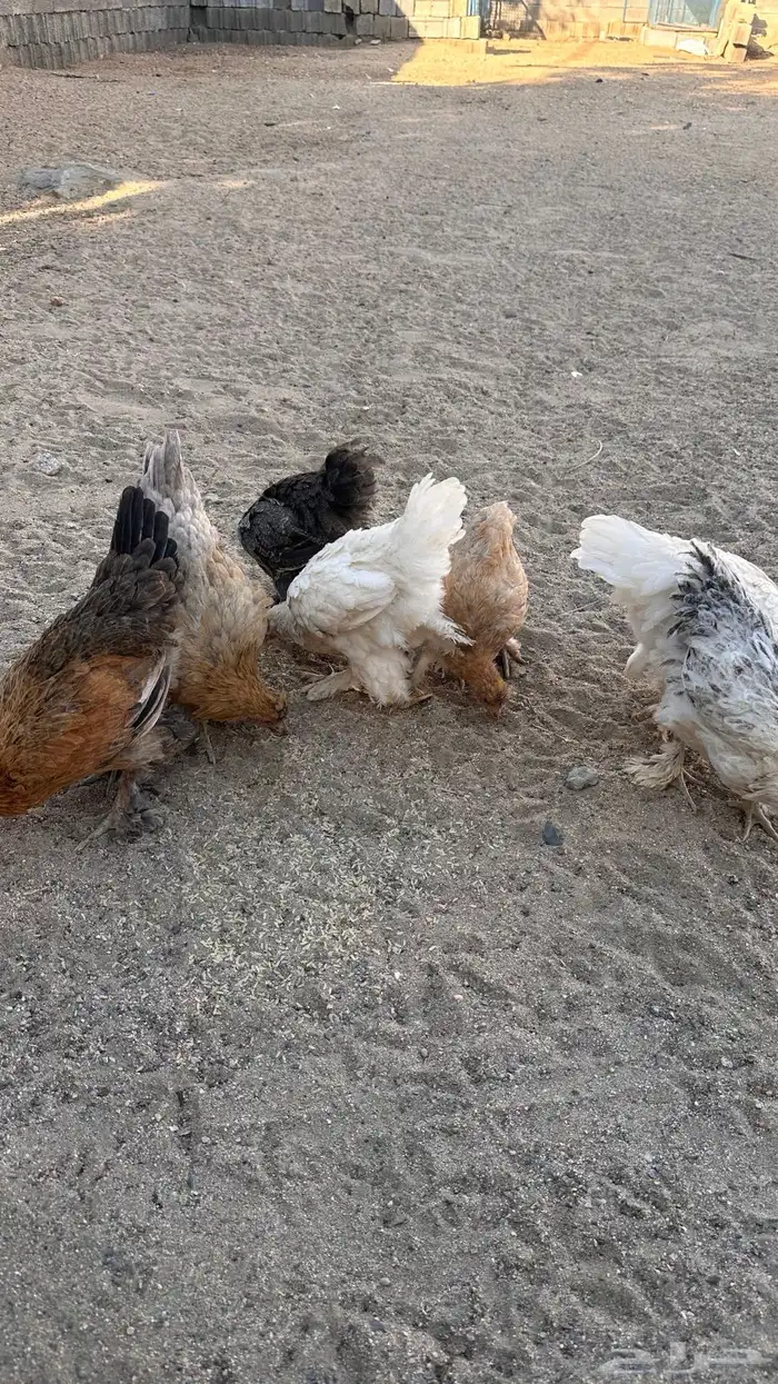 صوص براهما 4