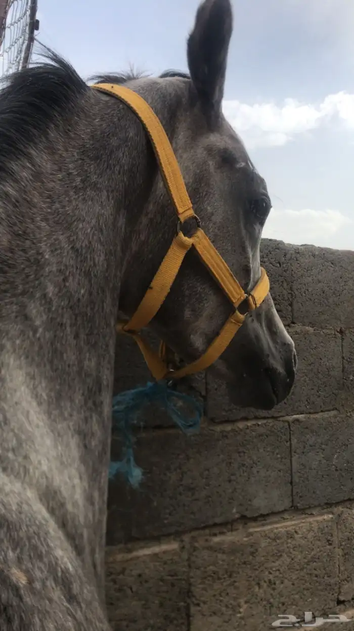 مهر كفو للبيع 0