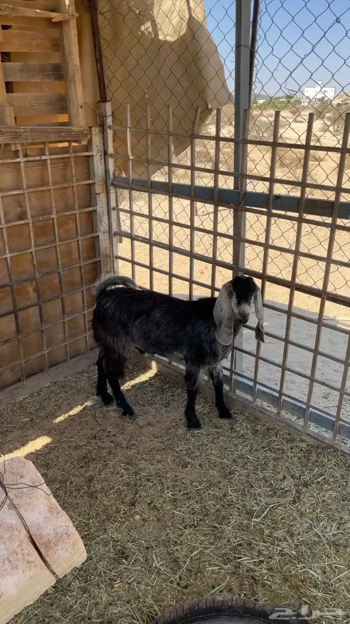 تيس كفوو مشروطة الموقع الثنيه 2