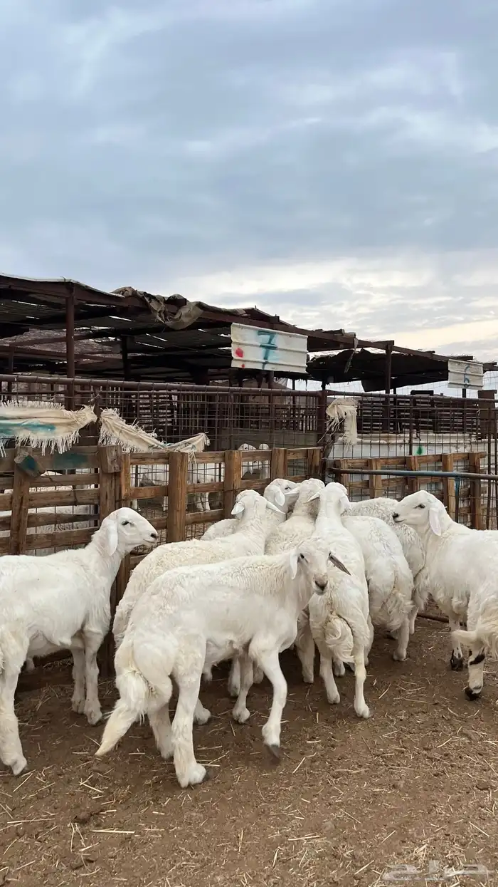 طليان حري ذبايح نظيف شرط 9