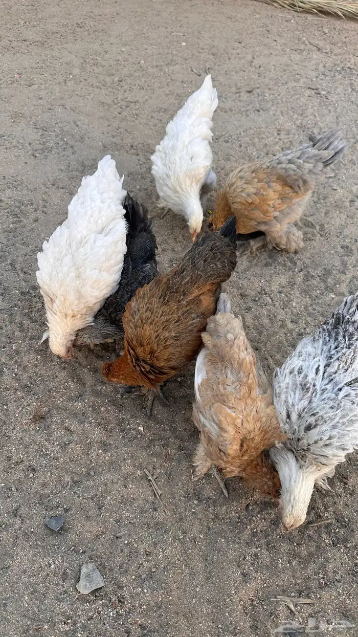 صوص براهما 3