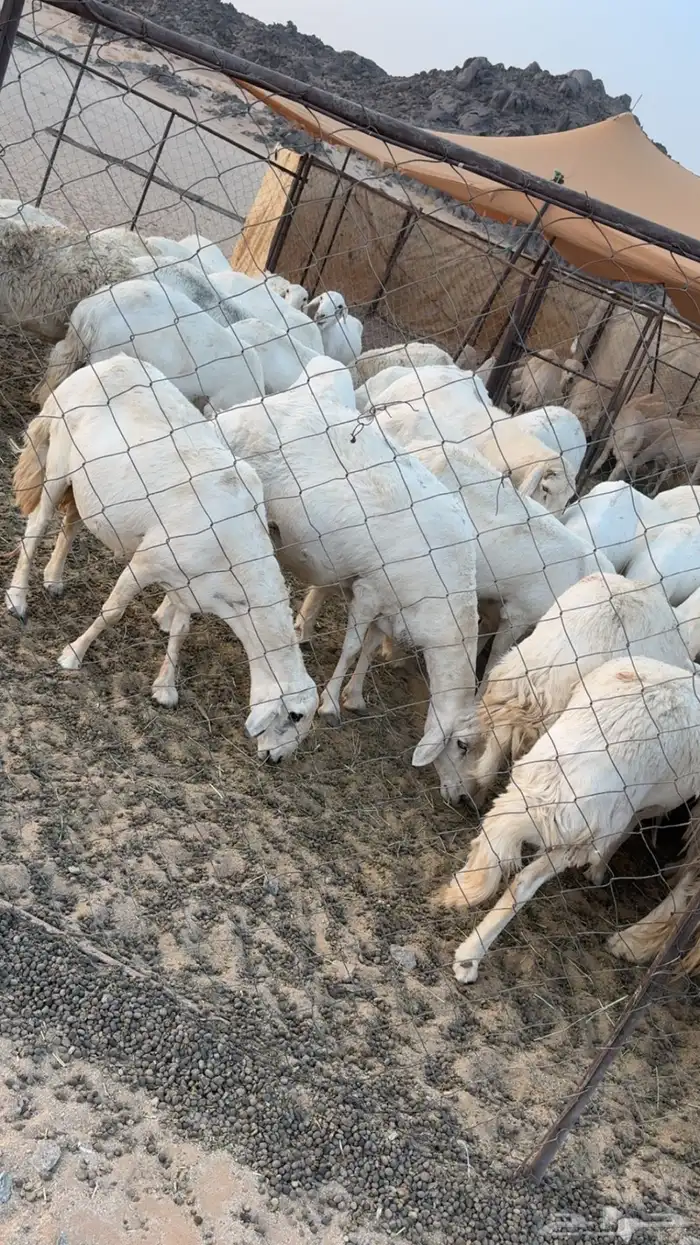 غنم مراح كفو كفو متابيع ودفيع 11