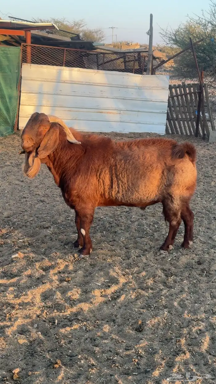 تيس كلهاري بيور 4