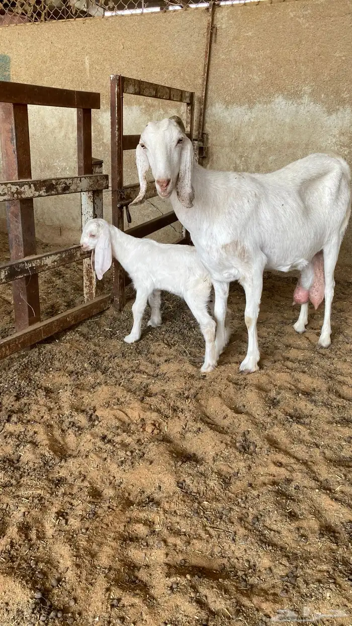 عنز مشروكه تحتها تيس 0