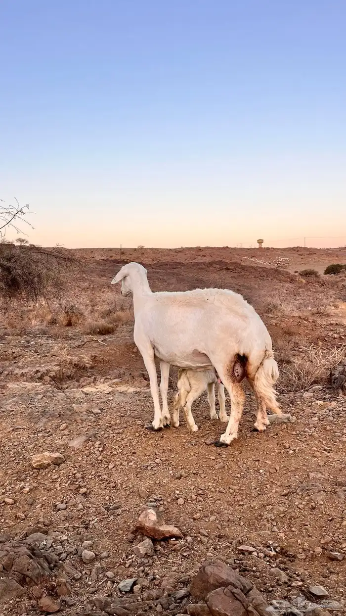 نعرض لكم شاه حرى صنف تحتها رخل (( تم البيع تم البيع )) 2