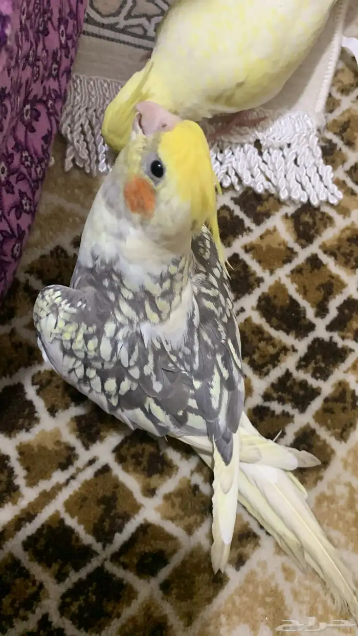 طائر كروان مفقود في مخطط الريان العسيلة 2