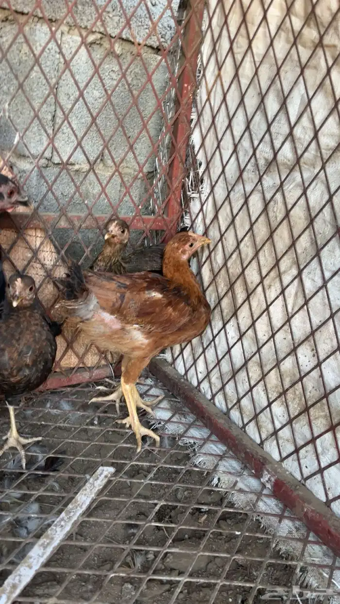 دجاجه اندنوسيه عليها ثلاث فروخ بلدي 0