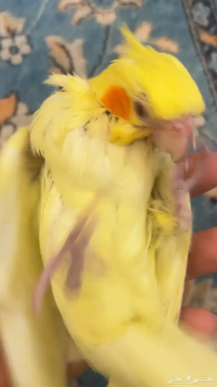 فرخ كروان للبيع 0