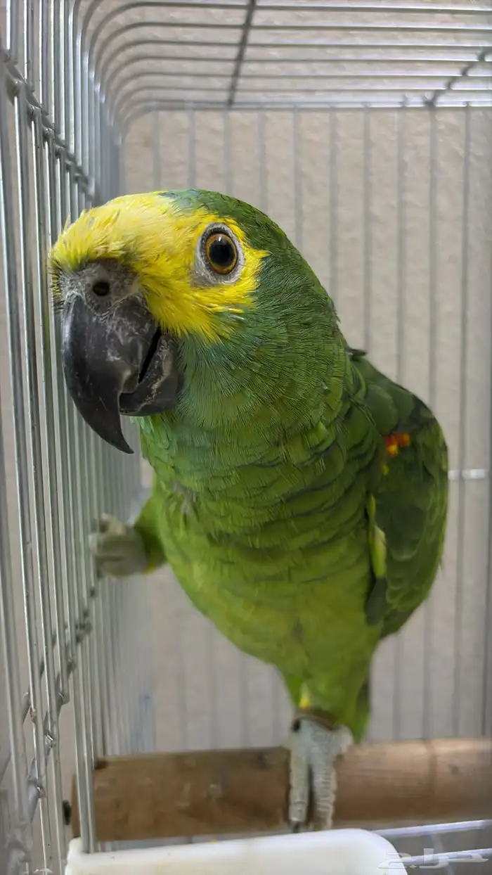 امازون بلوفرنتد الدرجه الثالثه 1