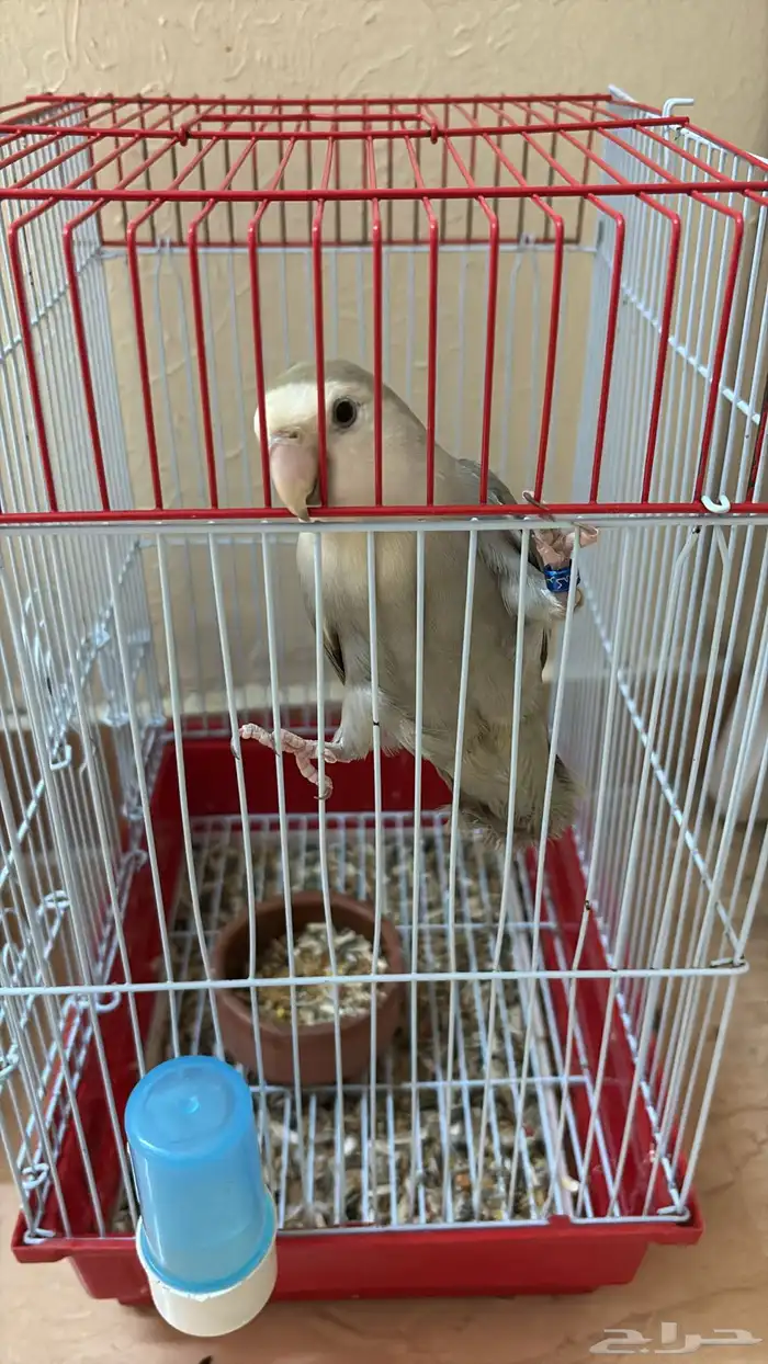 انثى روز للبيع 2