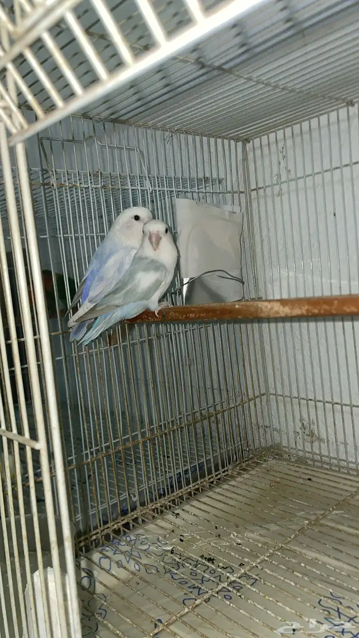 اجوز روز وا فيشر 3