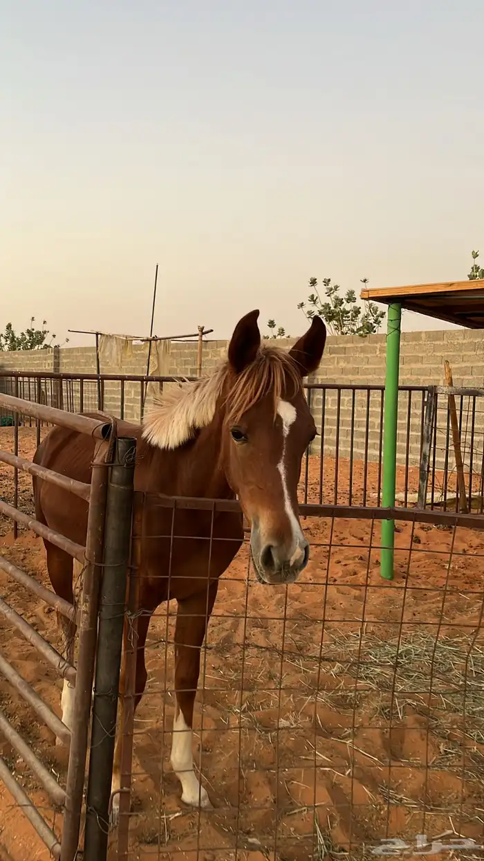 مهره شعبيه 1