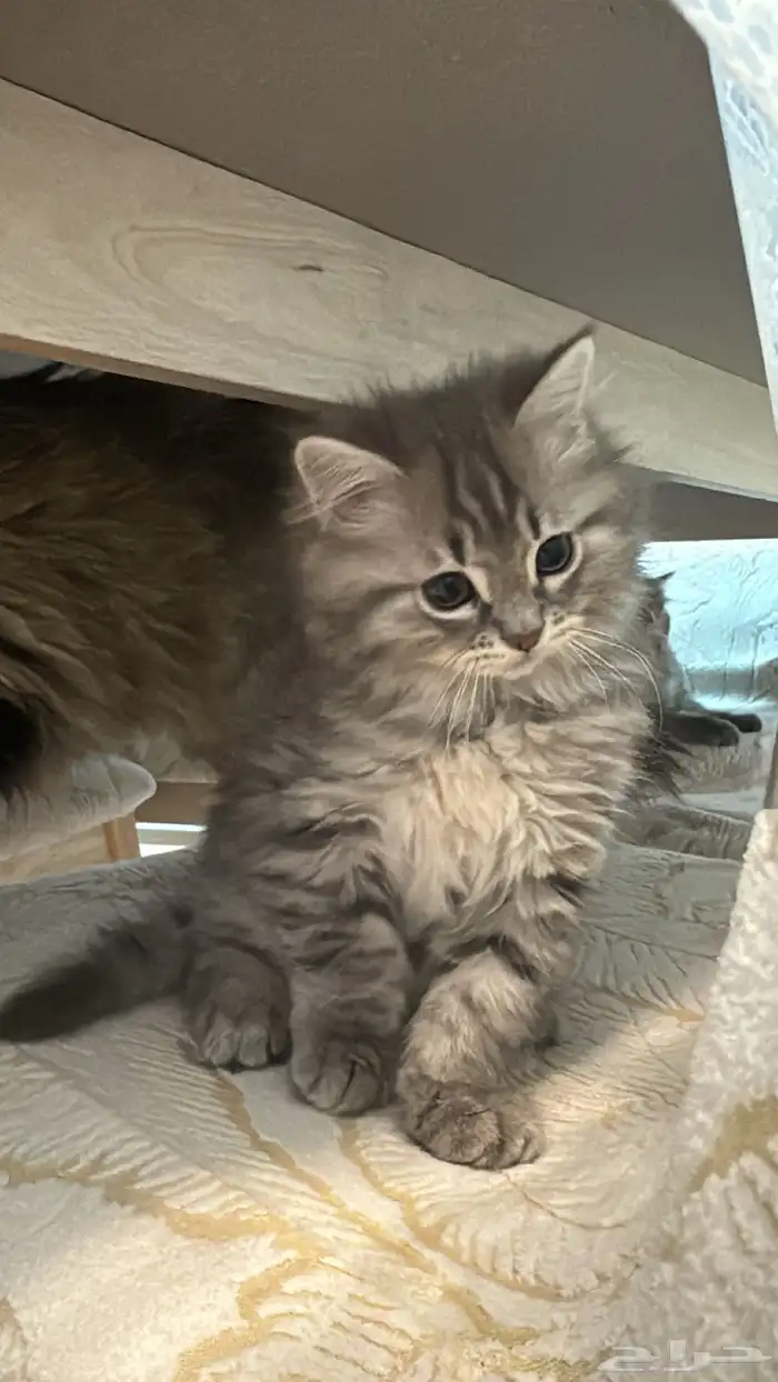 قطة شيرازي للبيع على السوم 2