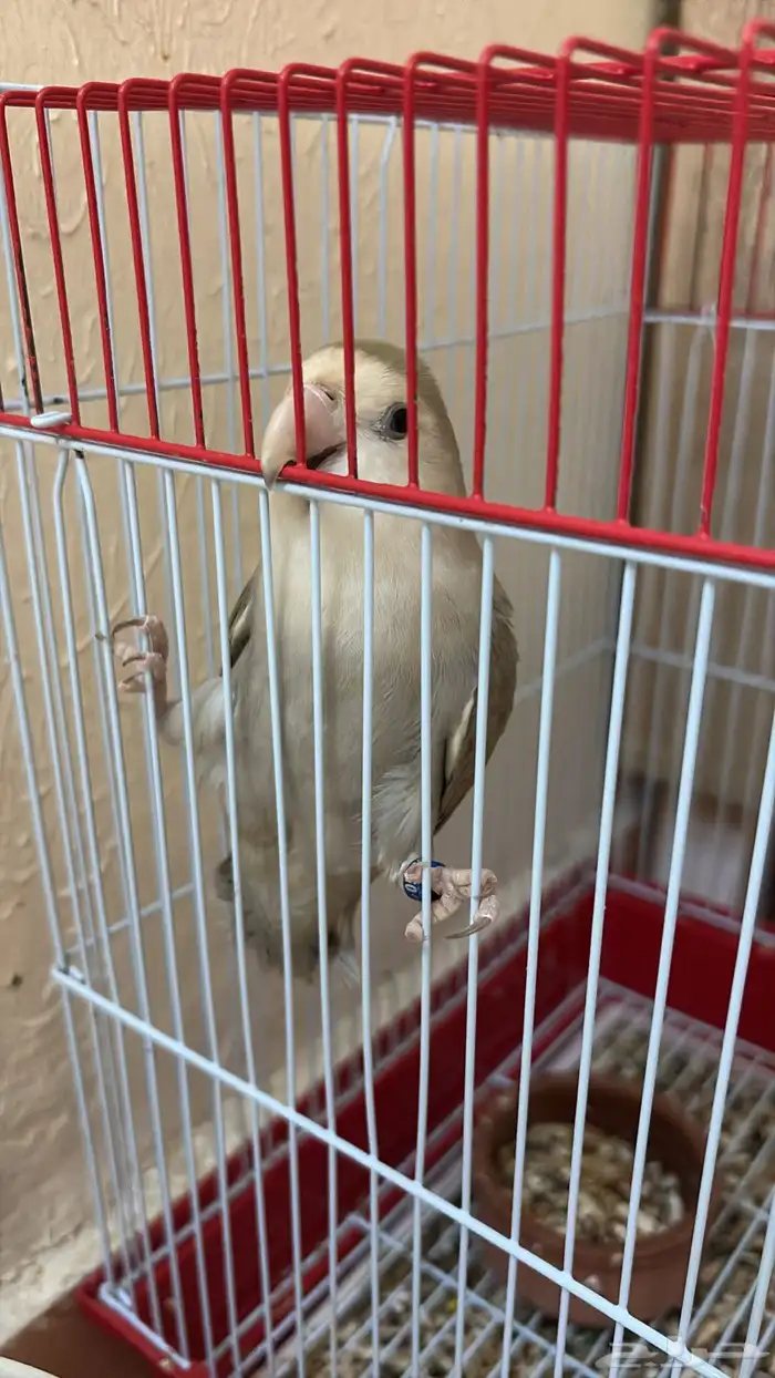 انثى روز للبيع 1