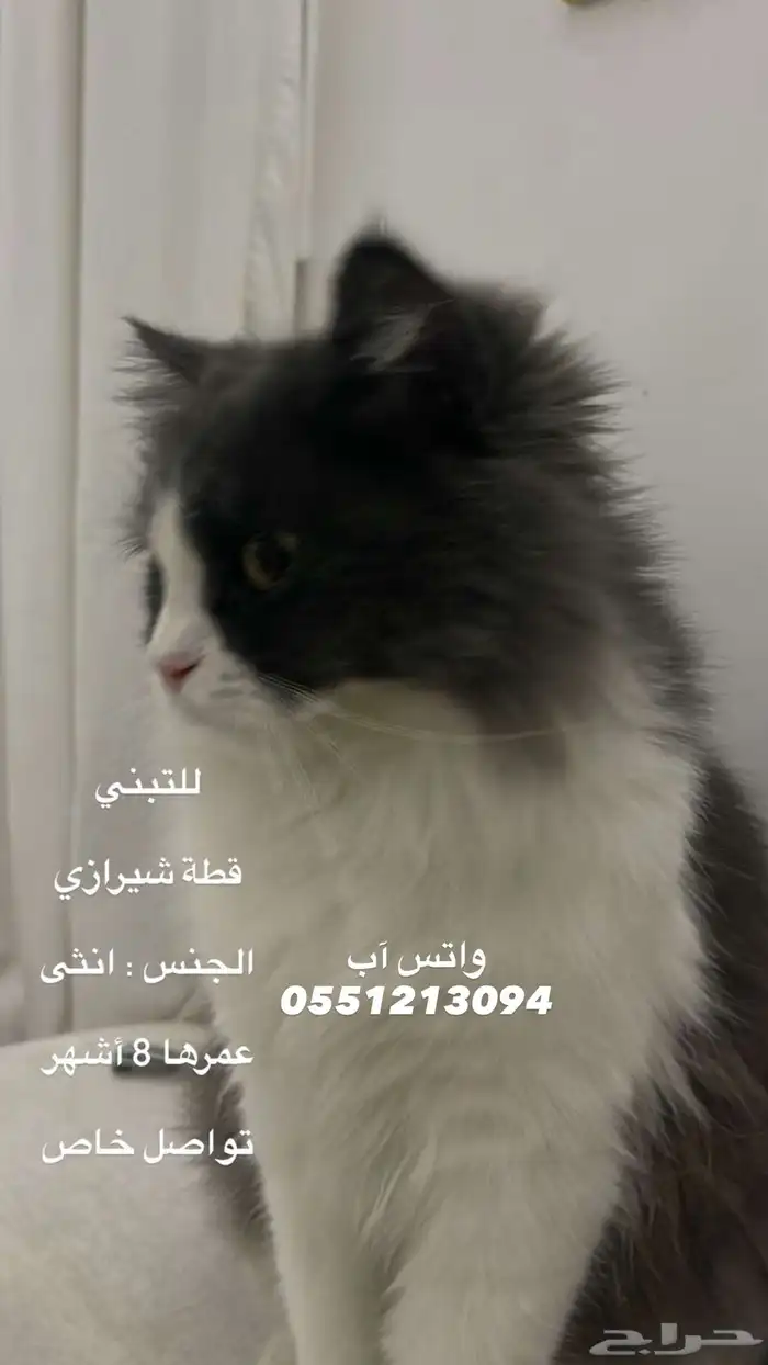 قطة شيرازيه أنثى العمر 8 شهور للتبني ( سكاكا الجوف ) 0