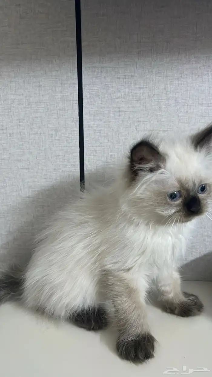 قطط كيتن للبيع العمر شهرين 1