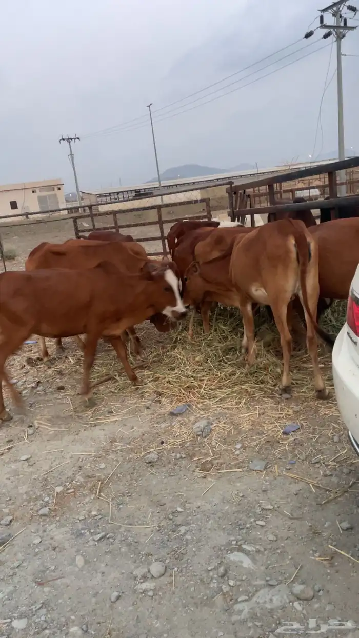 تأسيس مراح 5