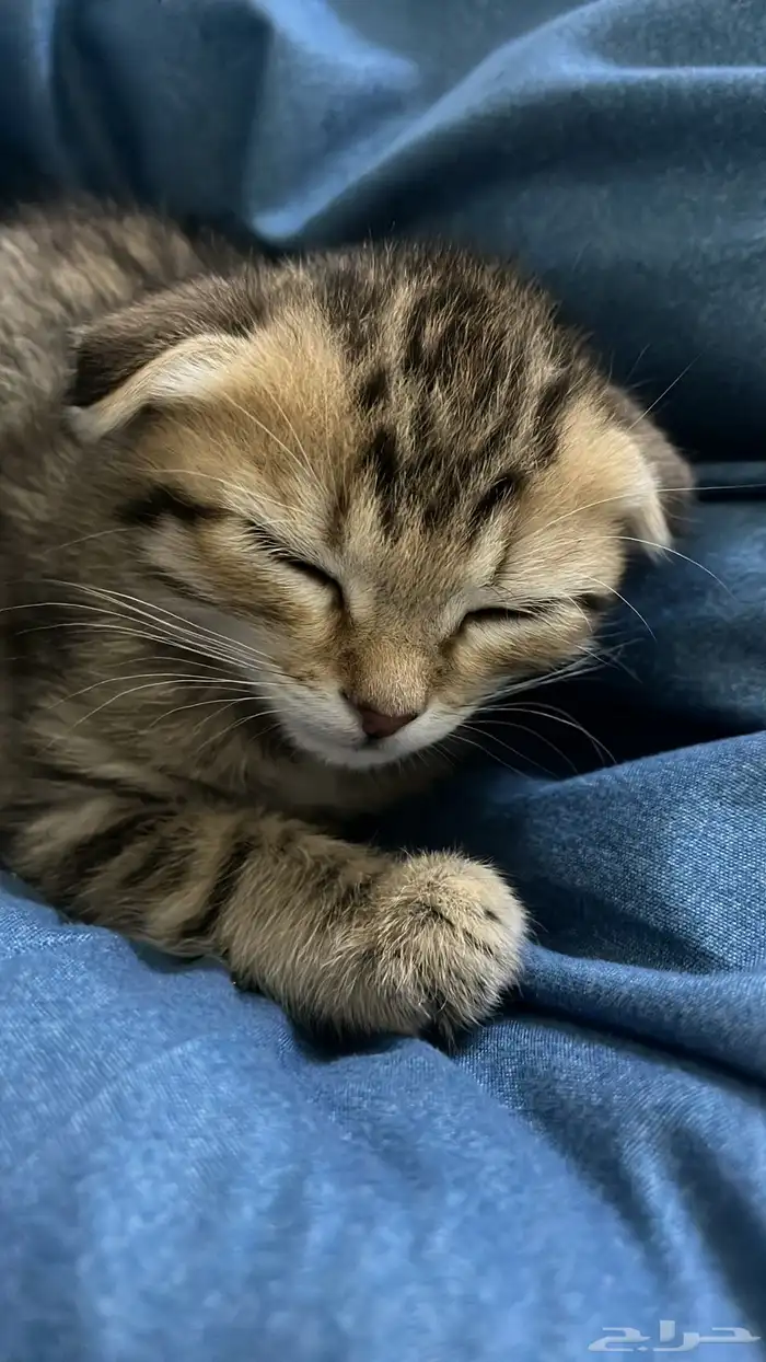 قطه عمرها شهرين مع أغراضها 1