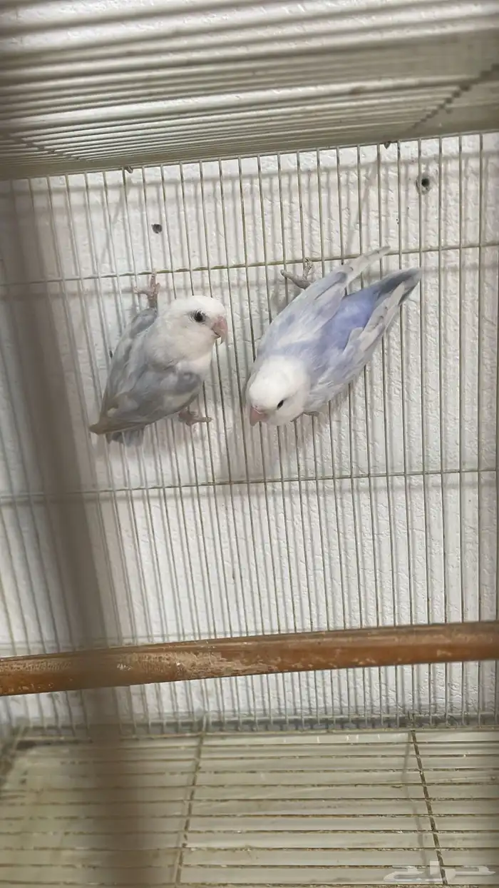 اجوز روز وا فيشر 0