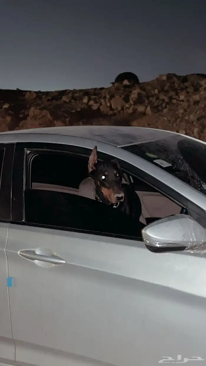 دوبرمان انث 1