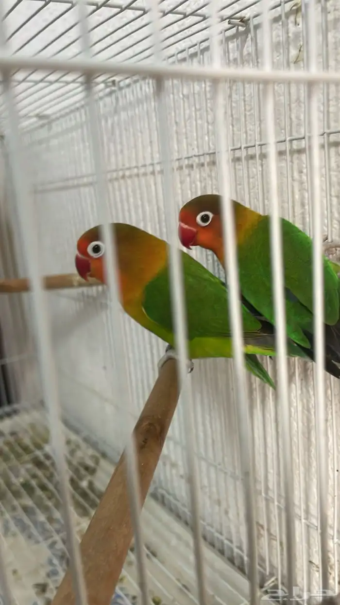 اجوز روز وا فيشر 7