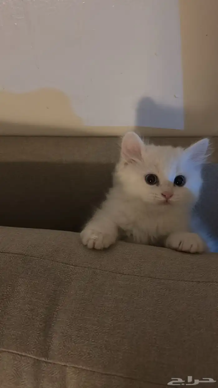 قطه انثى (Permian mix   هملايا فاتحة ) العمر شهرين تقريبا 1