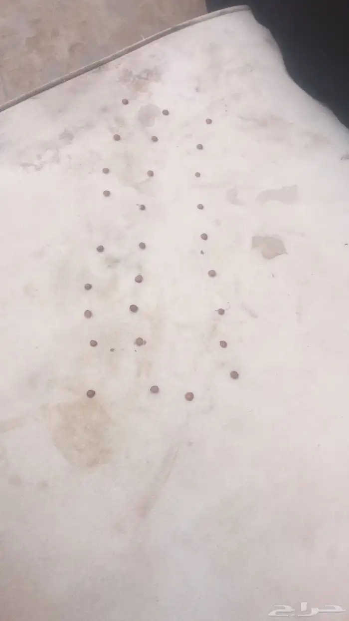 بذور سدر للبيع 1