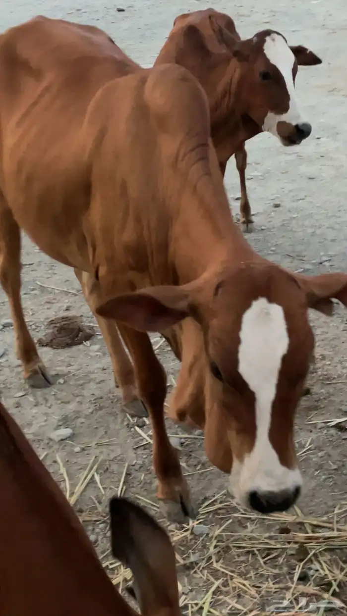 تأسيس مراح 2