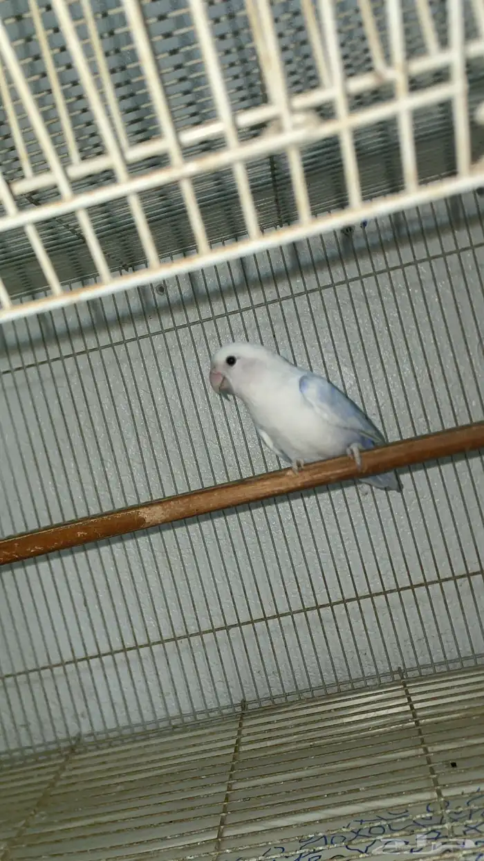 اجوز روز وا فيشر 1