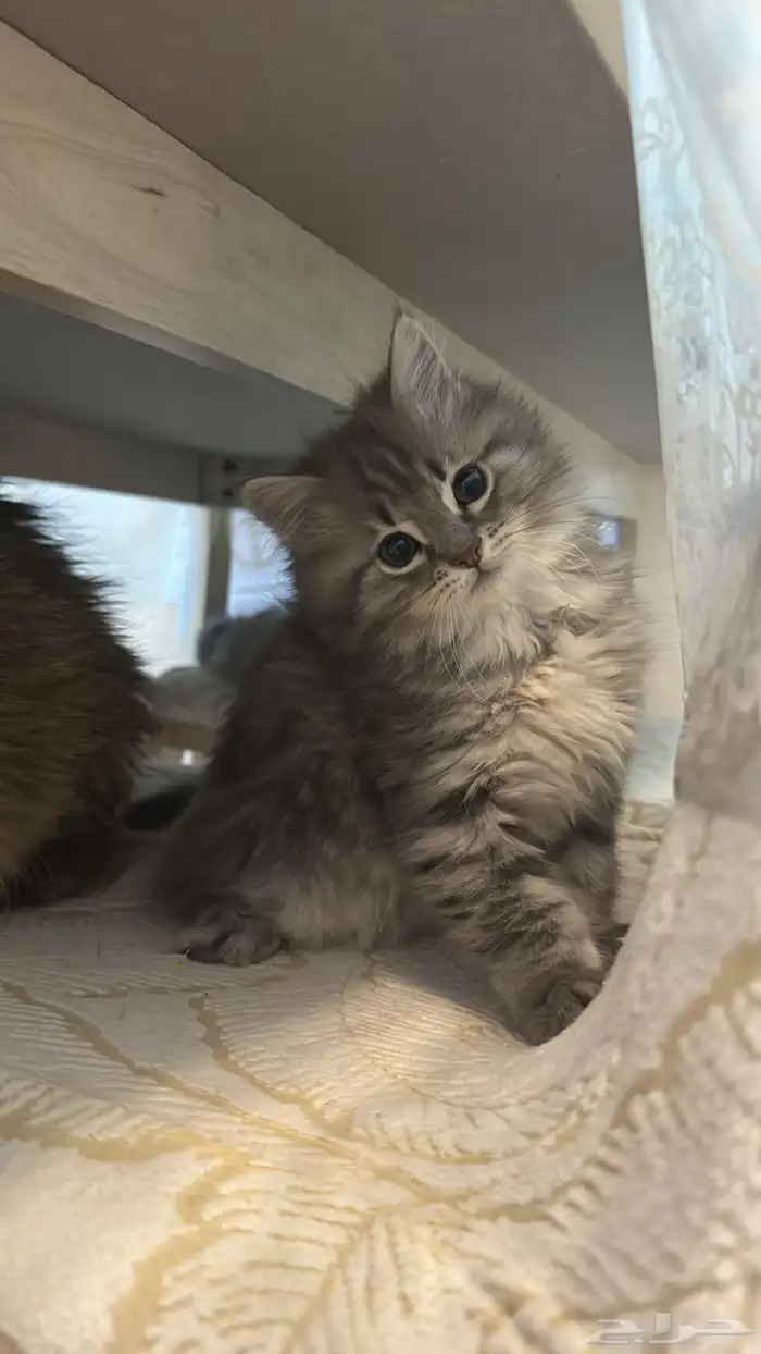 قطة شيرازي للبيع على السوم 0