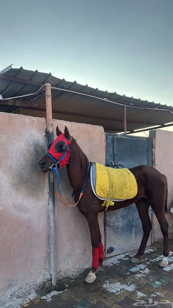 حصان شعبي كفو للبيع 0