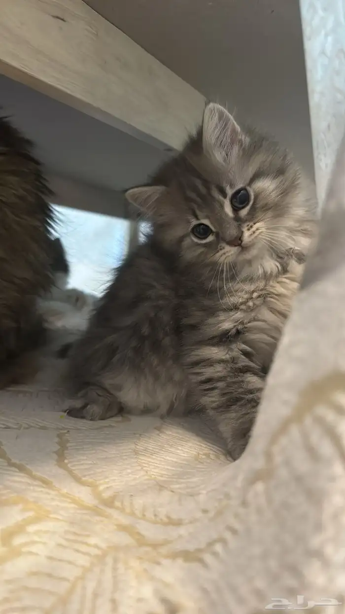 قطة شيرازي للبيع على السوم 1